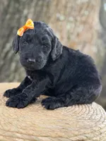 Adore- F1b Standard , a female Goldendoodle for sale in Frostproof, FL – 4 of 10