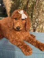 Gabriella-F1b standard , a female Goldendoodle for sale in Frostproof, FL – 2 of 10