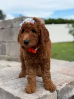 Ember- F1b Medium , a female Goldendoodle for sale in Frostproof, FL – 2 of 10
