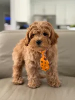Jax- F1b Mini , a male Goldendoodle for sale in Frostproof, FL – 4 of 10