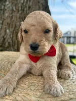 Levi- F1b Medium , a male Goldendoodle for sale in Frostproof, FL – 5 of 10