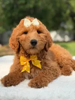 Rosie- F1b Medium , a female Goldendoodle for sale in Frostproof, FL – 6 of 10