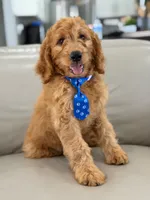 Enzo- F1B Medium, a male Goldendoodle for sale in Frostproof, FL – 6 of 10