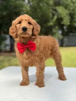 Winston- F1b Medium, a male Goldendoodle for sale in Frostproof, FL – 8 of 10