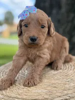 Lilah- F1b Medium, a female Goldendoodle for sale in Frostproof, FL – 7 of 10