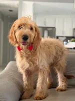 Apollo- F1 mini , a male Goldendoodle for sale in Frostproof, FL – 6 of 10