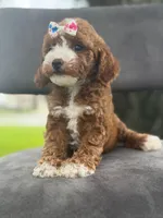 Winnie- F1bb Mini , a female Goldendoodle for sale in Frostproof, FL – 10 of 10
