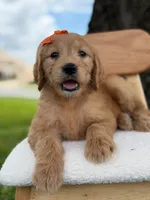 Annabelle- F1 Standard 💜, a female Goldendoodle for sale in Frostproof, FL – 4 of 10