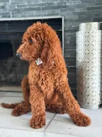 Graham- F1b Standard , a male Goldendoodle for sale in Frostproof, FL – 5 of 10