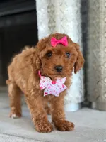 Jasmine- F1b Mini , a female Goldendoodle for sale in Frostproof, FL – 6 of 10