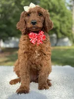 Cupcake- F1b Standard , a female Goldendoodle for sale in Frostproof, FL – 9 of 10
