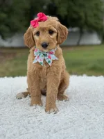 Aurora- F1 mini , a female Goldendoodle for sale in Frostproof, FL – 10 of 10
