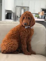 Graham- F1b Standard , a male Goldendoodle for sale in Frostproof, FL – 2 of 10