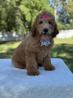 Princess- F1b Medium, a female Goldendoodle for sale in Frostproof, FL – 10 of 10