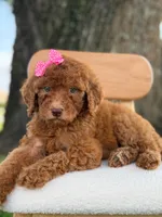 Sabrina- F1b Standard , a female Goldendoodle for sale in Frostproof, FL – 6 of 10