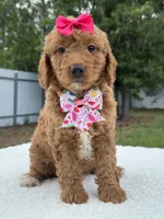 Tilly- F1b Mini , a female Goldendoodle for sale in Frostproof, FL – 5 of 10
