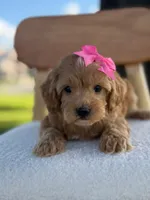 Jewel- F1bb Toy , a male Goldendoodle for sale in Frostproof, FL – 6 of 10