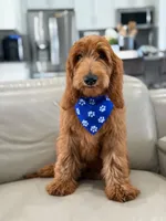 Weston- F1b Medium, a male Goldendoodle for sale in Frostproof, FL – 4 of 10