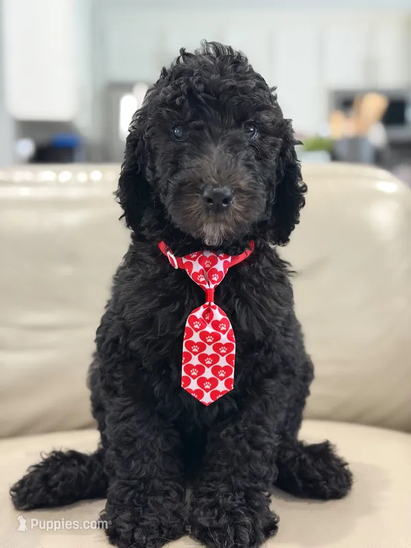 Axton- F1b Standard  – Goldendoodle puppy for sale in Frostproof, FL