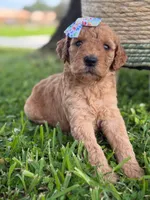 Lennon- F1b Medium , a female Goldendoodle for sale in Frostproof, FL – 7 of 10