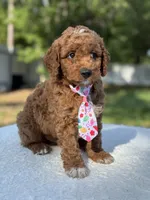 Teddy- F1b Mini , a male Goldendoodle for sale in Frostproof, FL – 9 of 10
