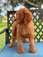 Sabrina- F1b Standard , a female Goldendoodle for sale in Frostproof, FL – 3 of 9