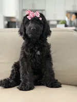 Diamond- F1 Standard, a female Goldendoodle for sale in Frostproof, FL – 6 of 10