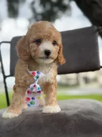 Oliver- F1bb Mini , a male Goldendoodle for sale in Frostproof, FL – 7 of 10