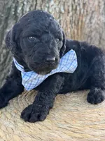 Axton- F1b Standard , a male Goldendoodle for sale in Frostproof, FL – 6 of 10