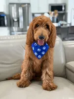 Weston- F1b Medium, a male Goldendoodle for sale in Frostproof, FL – 3 of 10