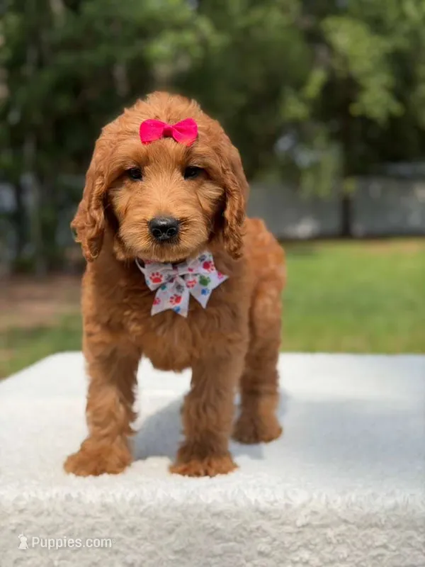 Rae- F1b Standard  – Goldendoodle puppy for sale in Frostproof, FL