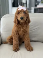 Grace-F1b standard , a female Goldendoodle for sale in Frostproof, FL – 10 of 10