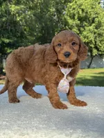 Tucker- F1b Mini , a male Goldendoodle for sale in Frostproof, FL – 10 of 10