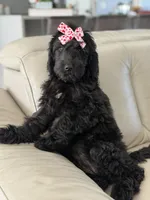 Diamond- F1 Standard, a female Goldendoodle for sale in Frostproof, FL – 8 of 10