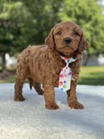 Theo- F1b Mini , a male Goldendoodle for sale in Frostproof, FL – 8 of 10