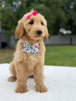 Reese- F1b Medium, a female Goldendoodle for sale in Frostproof, FL – 9 of 10
