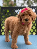 Giggles- F1b Medium , a female Goldendoodle for sale in Frostproof, FL – 2 of 10