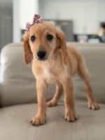 London- F1b Medium , a female Goldendoodle for sale in Frostproof, FL – 7 of 10