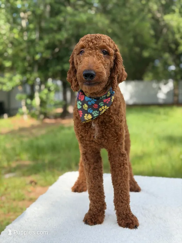 Rio- F1b Medium – Goldendoodle puppy for sale in Frostproof, FL