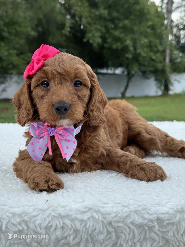 Tiana- F1b Mini  – Goldendoodle puppy for sale in Frostproof, FL