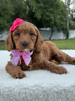 Tiana- F1b Mini , a female Goldendoodle for sale in Frostproof, FL – 1 of 9