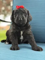 Opal- F1 Standard , a female Goldendoodle for sale in Frostproof, FL – 7 of 10