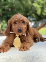 Aspen- F1 mini , a male Goldendoodle for sale in Frostproof, FL – 3 of 10