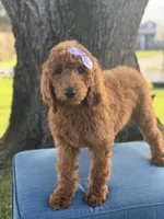 Grace-F1b standard , a female Goldendoodle for sale in Frostproof, FL – 3 of 10