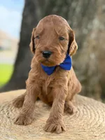 Luca- F1b Medium , a male Goldendoodle for sale in Frostproof, FL – 6 of 10