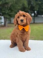 Weston- F1b Medium, a male Goldendoodle for sale in Frostproof, FL – 3 of 10