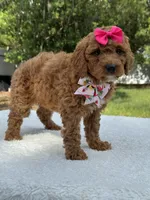 Tessa- F1b Mini , a female Goldendoodle for sale in Frostproof, FL – 8 of 10
