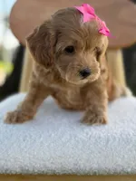Jewel- F1bb Toy , a male Goldendoodle for sale in Frostproof, FL – 5 of 10