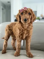 Monaco- F1b Standard , a female Goldendoodle for sale in Frostproof, FL – 9 of 10