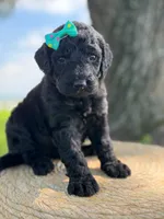 Alora- F1b Standard , a female Goldendoodle for sale in Frostproof, FL – 6 of 10